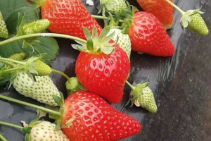 【爱你 “莓”商量，“莓”你不可以】3/06日红石崖草莓采摘、黄岛野生动物世界 休闲一日游