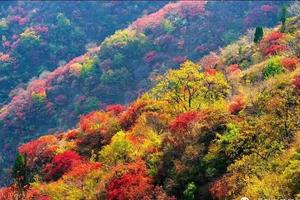 【北方小九寨•黄花溪•150元•1日游】10/30日北方九寨沟青州泰和『黄花溪』『天缘谷』景区赏红叶瀑布休闲游