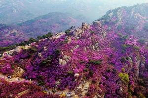 【春游赏花▪1日▪大珠山】【云想衣裳花想容，又是一年杜鹃花开】4/2日大珠山赏杜鹃花休闲一日游