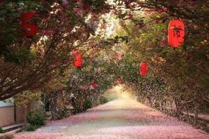 【在那樱花盛开的季节】4/22日（周六）中国十大最美乡村莱阳濯村樱花+“私家园林'赏花休闲一日游