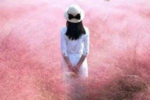 【一团仙气十足的“粉色云雾”悄然来袭】10/14-15日（两期）《相约昆嵛山》『石门里赏秋』『网红粉黛子草』『森林文化馆