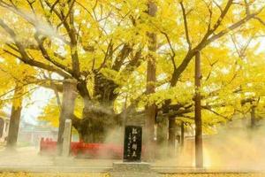 【四千年的回眸遇见你】11/04日莒县浮来山赏【天下第一银杏树】游【莒国古城】品【正宗莒县羊汤】休闲赏秋一日游