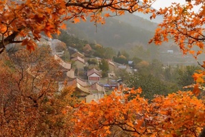 【特价66元★秋之韵】11月04&05日（两期）秋韵莱州寒同山赏枫叶+徜徉银杏林休闲一日游