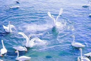 【天鹅来了•1日游•99元】1/19（周日）北纬37° 打卡搁浅的“布鲁维斯”号•看天鹅飞舞