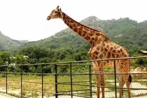 【亲子王牌路线▪1日▪148元】3/17日（周日）草莓采摘、黄岛野生动物世界 休闲一日游