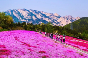 【芝樱花海•1日•128元】4/21日“芝樱花成海，浪漫山水间”昆嵛山踏青赏春+天然氧吧+百亩芝樱花漫山遍野休闲一日游