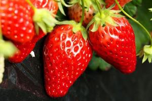 1/28日石佛山草莓采摘+多福山+玻璃栈道+玻璃滑道休闲一日游