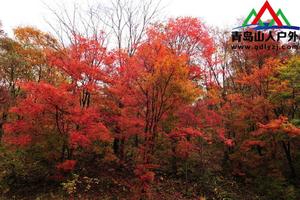 【秋之旅】10.21日&22日临朐官护山红叶谷、柿子沟、北方石林休闲一日游