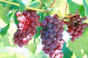 8.26 /27日大泽山吃葡萄+醉美茶山风景区（4A）+农家宴一日游