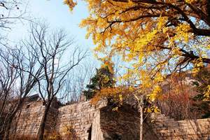 10/29日崂山千年道观『明道观』登『棋盘石』赏千年古银杏落黄赏秋活动召集