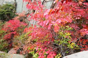 10/22勇攀崂山五顶之一——大流顶赏层林尽染醉美崂山秋色活动召集