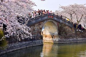 【赏一路花开E线】3/16~3/18周末无锡太湖樱花季『鼋头渚』『拈花湾』『惠山古镇』『灵山大佛』『南长街』2日游