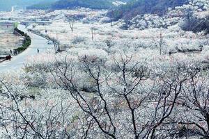 【三生三世  十里樱花】徜徉白色花海   漫步十里樱桃花谷  品味青岛最美乡村——山人春季健步行第三季徒步山色峪12公里