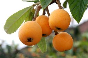 5/19~20待三潭枇杷成熟时 醉游『新安江山水画廊』探游『阳产土楼』『枇杷采摘』『游“呈坎”一生无坎』2日游