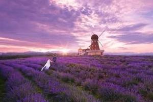 【圣瓦伦丁薰衣草+少海湿地】6/24圣瓦伦丁薰衣草小镇『坐小火车』『喂羊驼』『拍美照』『少海湿地』休闲一日游