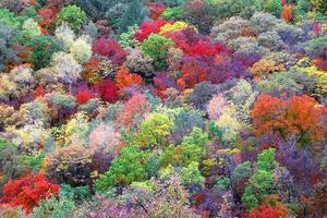 【VIP头等舱•东北秋摄•8日•中朝边境大环线】9/22~29日山海关•盘锦红海滩•故宫•本溪老边沟•五花山•丹东断桥