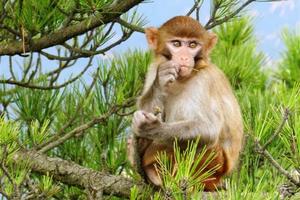 【参加登山送旅游奖金】9/22山人带您攀崂山五顶之一——小崂顶•青岛三大猕猴集聚区•零距离喂猕猴活动召集