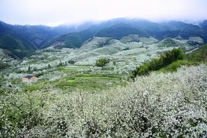 【VIP房车体验活动特惠158元•千树万树梨花开•周中】4/13山人带您走进莱阳梨花香雪海•栖霞牟氏庄园