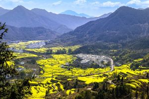 第二期【坐卧车•周末3日•婺源双岭花事】3/24~26 相约中国最美乡村水墨婺源江岭•篁岭•虹关古村•樟村•屯溪老街