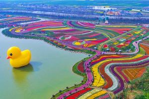 【坐卧车•2日•荷兰花海•“郁”见你】4/15~16日荷兰花海•竹筏漫游李中水上森林•河下古镇•周恩来纪念馆•欧式风情街