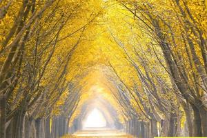 【VIP头等舱21人•2日•银杏时光隧道】11/7~8日苏北邳州万亩银杏林•千年窑湾古镇•乾隆行宫•宿迁项王故里