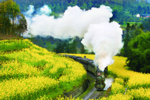 【高品小团•云上花开•5日】3月5期连发•成都集合•牛背山观云海•嘉阳油菜花•蒸汽小火车•柳江古镇•乐山大佛