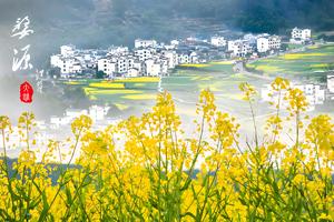 【VIP房车19人•婺源全景•望仙谷•4日】3月14~17日双岭花事•中国最美乡村“江岭”•天上村落“篁岭”•望仙谷夜景