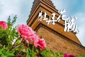 【VIP房车19人▪洛阳牡丹】4/16~18日洛阳神州赏国花牡丹•游中国四大石窟•龙门石窟•中原小九寨•宝泉秘境