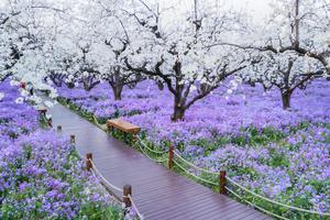 【8人小车团•清明3日•梨兰荟•扬州•上门接送】4/4~6日三台山梨花•兴化千垛•李中水上森林•扬州•瘦西湖•个园