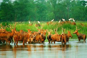 【VIP房车19人•美食之旅•2日】5/2~3日洪泽湖湿地•大丰麋鹿园•荷兰花海•打卡盱眙龙虾