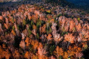 【高品小团•小兴安岭秋色】9-10月绚丽五花山•五大连池•黑河•东北小九寨茅兰沟•汤旺河•乌带公路•"小奈良"鹿苑•伊春