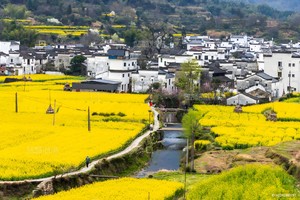 【VIP房车19人•周末3日•婺源双岭花事】3/14~16日 中国最美乡村婺源江岭•篁岭•新安江山水画廊•徽州古城