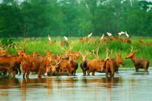 【8人小车团•3日•盐城•上门接送】7/4~6日探寻江南肯尼亚中华麋鹿园•走进绿野仙踪童话森林