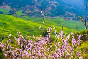 【VIP房车19人•婺源全景•经典+小众•4日】第二期3/24~27双岭花事•最美江岭•篁岭•弦高古城•上坦•虹关•庆源