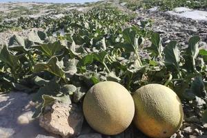 【戈壁瑰宝，味蕾盛宴】——「戈壁玲珑」蜜瓜，源自宁夏中卫的 甜蜜邂逅