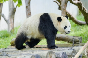 春假/五一丨三星堆考古发掘+文物修复&大熊猫PAE科学观测&武侯祠NPC