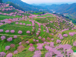 广东梅州茶园樱花、灵光寺祈愿、中国客家博物馆、千佛塔、油罗街美食