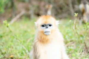 神农架•江山森灵丨与金丝猴对视、探原始森林秘境，解锁自然成长密码