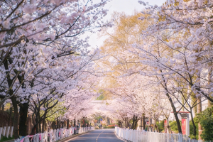 徒个中国•江苏丨烟花三月下扬州、南京樱花徒步