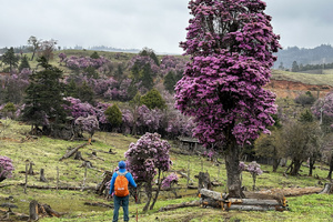 徒个中国•云南丨徒步虎跳峡高路，赏格拉丹高山古树杜鹃