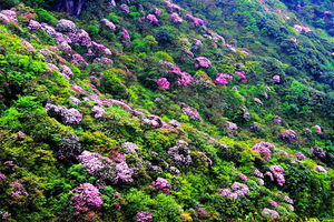 徒个中国•云南丨徒步雨崩，朝圣梅里，赏千山湖高山杜鹃花