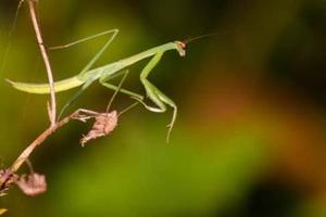 趣蘑菇亲子2018亲子夜观课：走进夜晚的公园-探访神秘的“夜精灵”