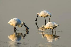 亲子观鸟课│趣蘑菇2019春季亲子观鸟课，到深圳湾认识远道而来的候鸟们！