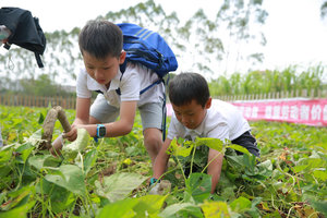 12月2日│大鹏亲子秋收：割稻谷、扎稻草人、打地鼠、磨豆浆、挖红薯、射箭一天亲子活动