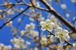 2019新年2天亲子活动│从化泡温泉、赏梅花、竹林徒步、乡村体验