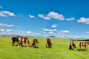 早鸟特价｜2019呼伦贝尔大草原7天深度文化亲子体验：骑马/射箭/挤牛奶/蒙古包/采蘑菇喂驯鹿
