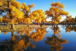 额济纳•高铁A线6日｜9-10月弱水金沙湾-黑城怪树林-沙漠日落-居延海-金塔胡杨林6日游