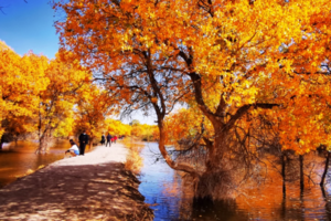 腾格里沙漠+额济纳胡杨林/七日大环线/邂逅金色童话世界！