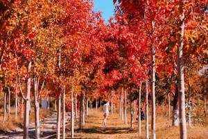 1天活动｜【岭南红叶世界】赏醉美红枫、打卡高山牧场、霍比特屋、天空之境美拍、高山茶园、魔法森林、童趣咩咩