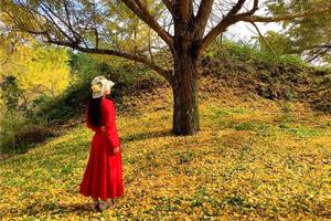 【海洋乡银杏3天】桂林海洋乡赏银杏、相公山日出、九马画山-兴坪古镇漓江6公里徒步、登漓江第一湾纯玩